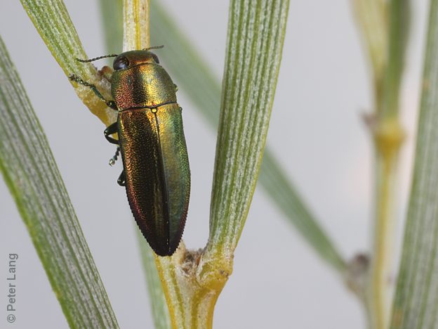 Melobasis aurocyanea, PL1487, male, on Acacia rigens, EP, 8.9 × 3.0 mm